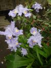 IRIS CONFUSA ( Crested iris)